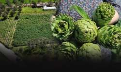 İzmir, enginarda Türkiye lideri: Üretim 10 bin tonu aştı!