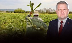 Urla Enginar Festivali için geri sayım başladı: Bu davet bir sofrada buluşmaktır!