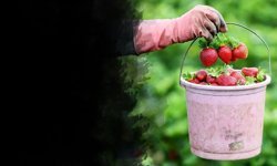 Yağış geciktirdi, verim patladı: Emiralem Çileğinde Bereket