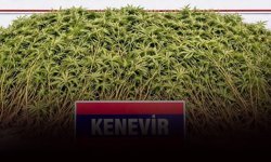 Zeytin bahçesini 'zehir' serasına çevirmiş: 208 kök kenevir ele geçirildi