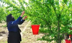 Manisa'nın 'dumanlı papaz eriğinde' hasat başladı
