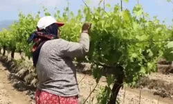 Manisa'da bağlarda asma yaprağı mesaisi başladı
