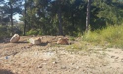 Bodrum'da çevreyi kirletenlere ceza yağdı