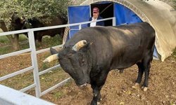 Boğanın saldırısına uğrayan besici, yaşam savaşını kaybetti