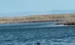Eber Gölü'nde su seviyesi yükseldi