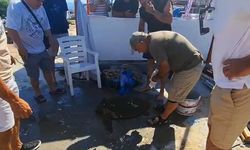 Kuşadası'nda yaralı bulunan caretta caretta tedaviye alındı