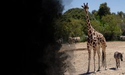 Annesini kaybeden Zebra Gözde’ye zürafalar sahip çıktı