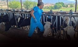 Aydın’da şap alarmı… 17 mahalle karantinaya alındı