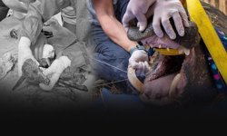 Doğal yaşamın kahraman hekimleri iki canı hayata bağladı!