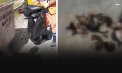 İzmir'de kan donduran görüntü: 33 ölü kedi bulundu!