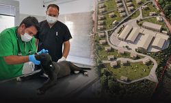 Büyükşehir’den Dikili’ye hastane standartlarında hayvan kampüsü
