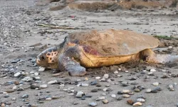 İztuzu Sahili'ndeki caretta caretta yuva sayısı 21'e ulaştı