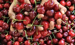 Kirazda don riski atlatıldı: Rekolte beklentisi yükseldi