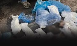 İzmir'de 33 kedi ölü bulunmuştu... Veteriner hekim tutuklandı!