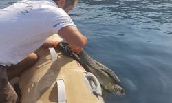 Ayağına parke taşı bağlanan caretta caretta kurtarıldı