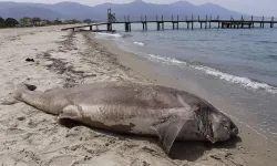 Kuşadası'nda sahile ölü köpek balığı vurdu