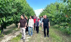 Çin heyeti kiraz bahçelerini inceledi