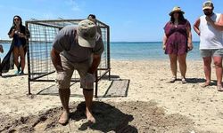 Aydın'da ilk caretta caretta yuvası Didim'de tespit edildi