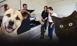 Efes Selçuk’ta sokak hayvanları için sürdürülebilir beslenme projesi!