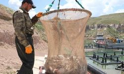 Denizi olmayan şehir 49 ülkeye günde 100 ton balık satıyor