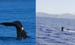 Fethiye'de dev sürpriz: Denizde gören bir daha baktı!