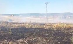 Hasat vakti çıkan yangın tarlayı küle çevirdi!