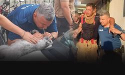 5 katlı binada yangın dehşeti! 3 itfaiye eri yaralandı, 4 kedi öldü
