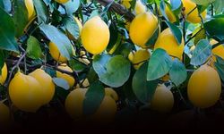 Limon ihracatında hedef 500 milyon dolar!