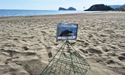 Muğla'da caretta carettaların yuvalama dönemi sürüyor