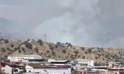 Aydın'da zeytinlik alanda yangın çıktı