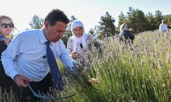 Muğla'da Koku Vadisi'nde lavanta hasadı başladı