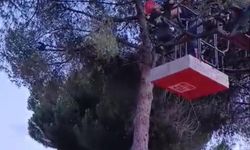 Aydın'da ağaçta asılı kalan kargayı itfaiye kurtardı