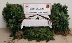 Ormanı 'zehir' tarlasına çevirmiş: Jandarma suçüstü yakaladı