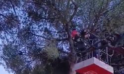 Aydın'da ağaçta asılı kalan kargayı itfaiye kurtardı