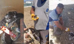 Belediye ekiplerinin dikkati yavru kedileri hayata bağladı