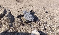 Caretta caretta yavruları mavi sularla buluşmaya başladı