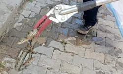 Eve giren yılan korku dolu anlar yaşattı