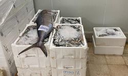 İzmir’de kaçak av operasyonu: 241 kilogram su ürününe el konuldu!