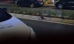 İzmir Zabıtası seferber oldu: Trafik durdu, ördek kurtarıldı