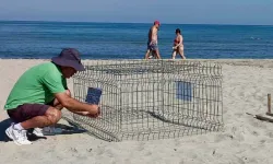 Kuşadası'nda ikinci caretta caretta yuvası da tespit edildi