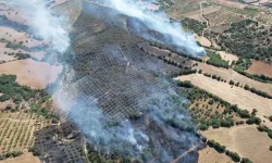 Kula'da orman yangınında 15 hektar alan zarar gördü