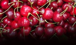 Napolyon kirazında üretici tedirgin: Fiyatlar geriledi!