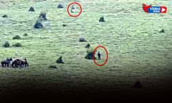 Vicdansızların hedefi yılkı atları: Jandarma harekete geçti!