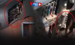 İzmir otogarında yılan paniği... Otobüse girdi ortadan kayboldu!