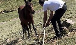 Yılkı atları için kurulan tuzaklar imha edildi
