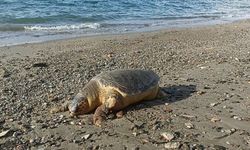 Kıyıya vuran caretta 'Enver' hayata tutundu