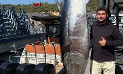 İzmir'de balıkçılar 2 metre 80 santim boyunda orkinos yakaladı