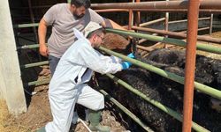 İthal hayvanlar denetlendi