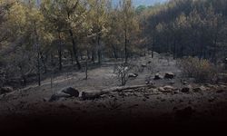 Aydın'daki yangın kabusu 4'üncü gününde: Mücadele sürüyor!