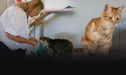 İzmir’de can dostları için örnek adım: Engelli Kedi Evi hizmete açıldı!